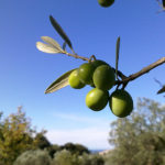 Olive Toscana