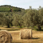 Uliveta dell'azienda Agricola Aria Toscana
